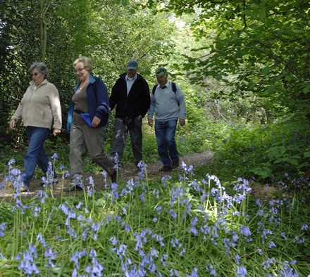 Walking in the bluebells
